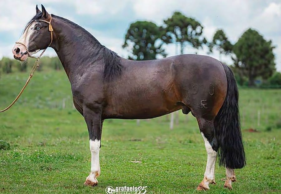 Xeque Mate da Boa Vista, garanhão Crioulo colorada bragada salgo